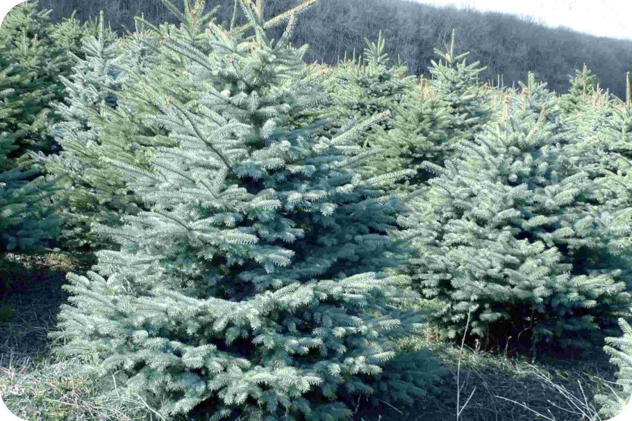 Ель колючая fat Albert