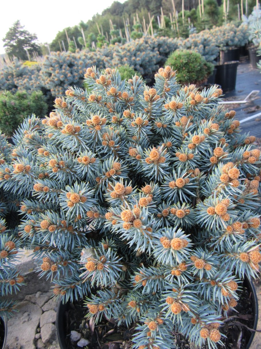 Picea pungens hoto