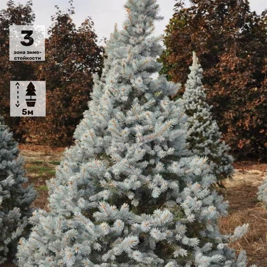 Ель колючая Picea pungens