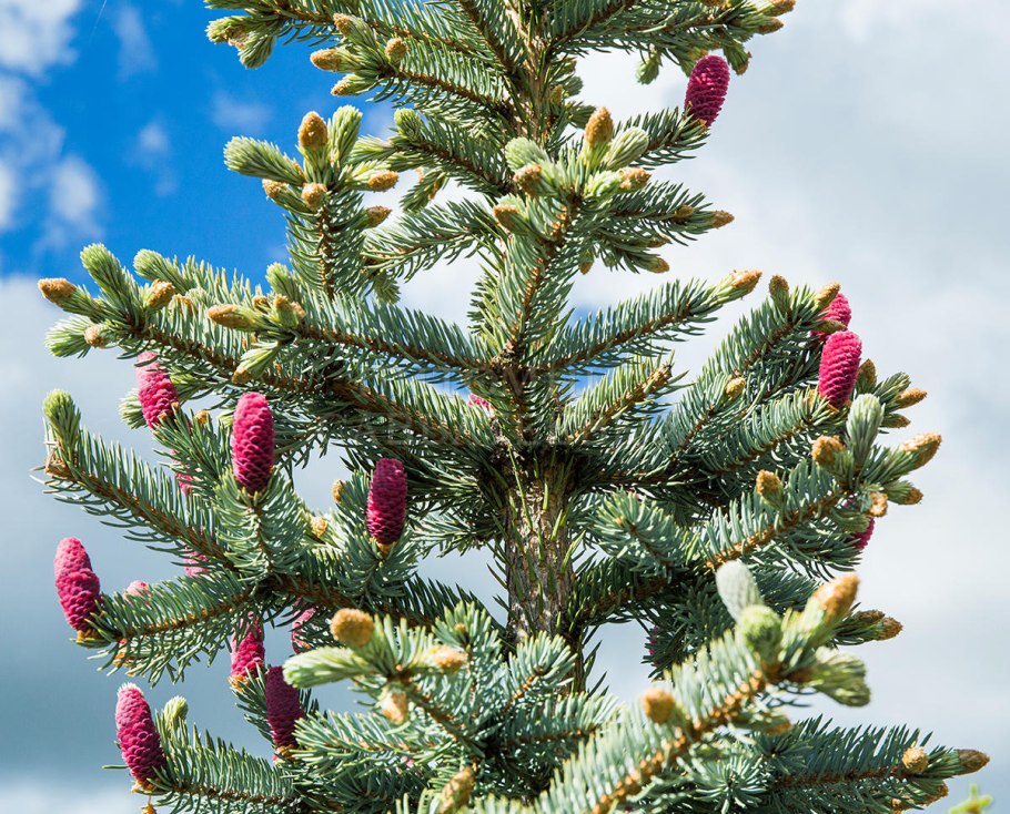 Ель колючая Беби Блю
