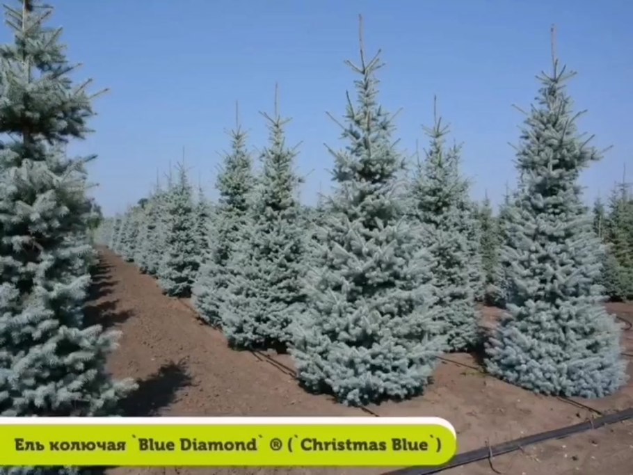 Ель колючая Picea pungens