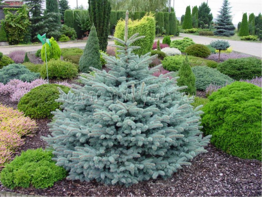 Picea pungens glauca globosa