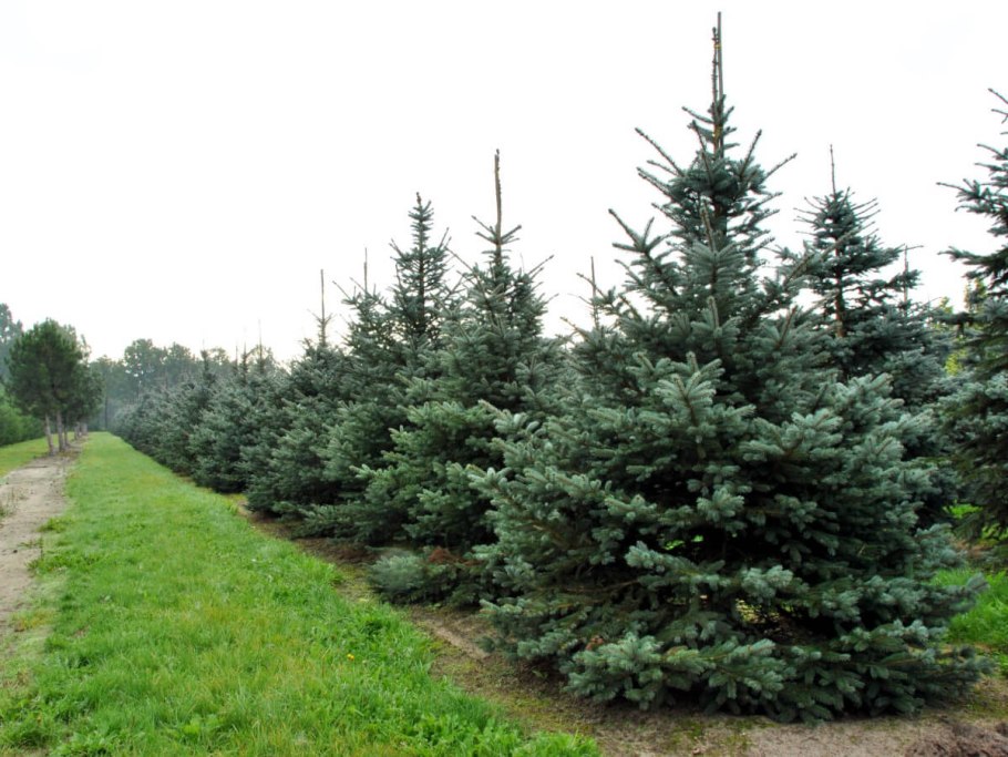 Ель колючая glauca