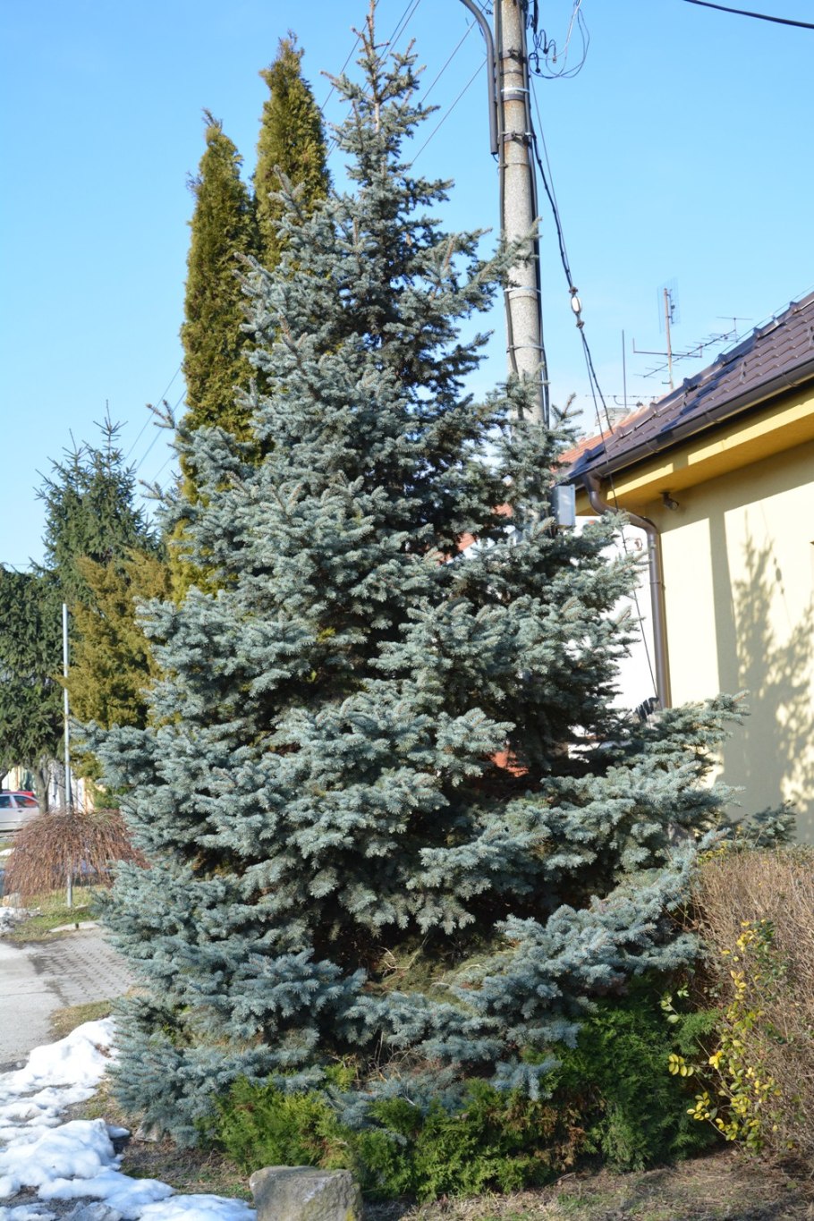 Ель колючая хупси