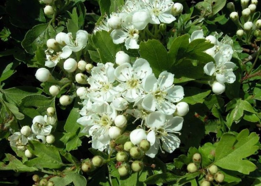 Боярышник на белом фоне