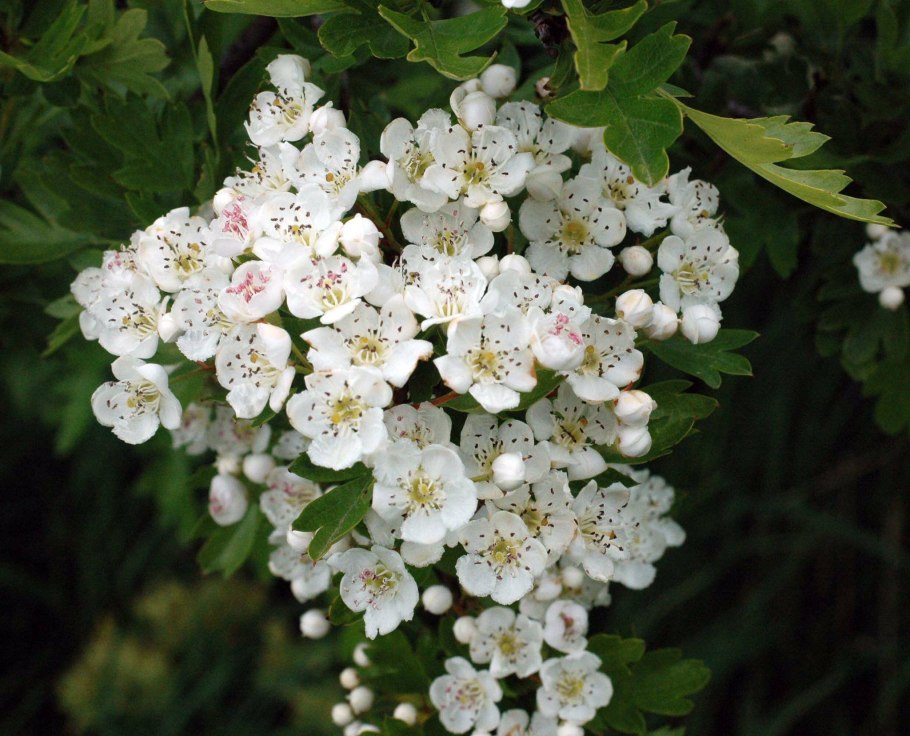 Crataegus monogyna