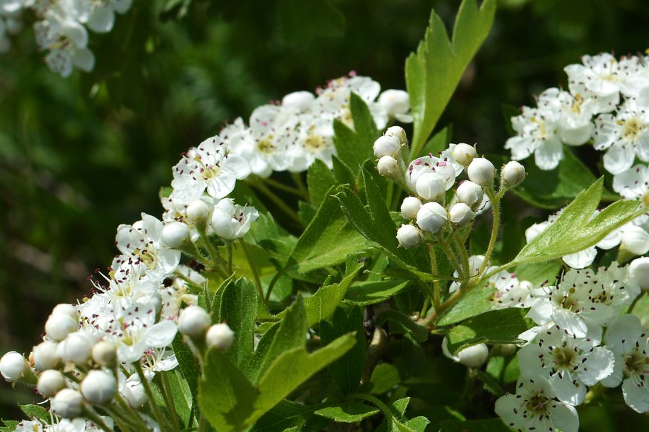 Боярышник однопестичный