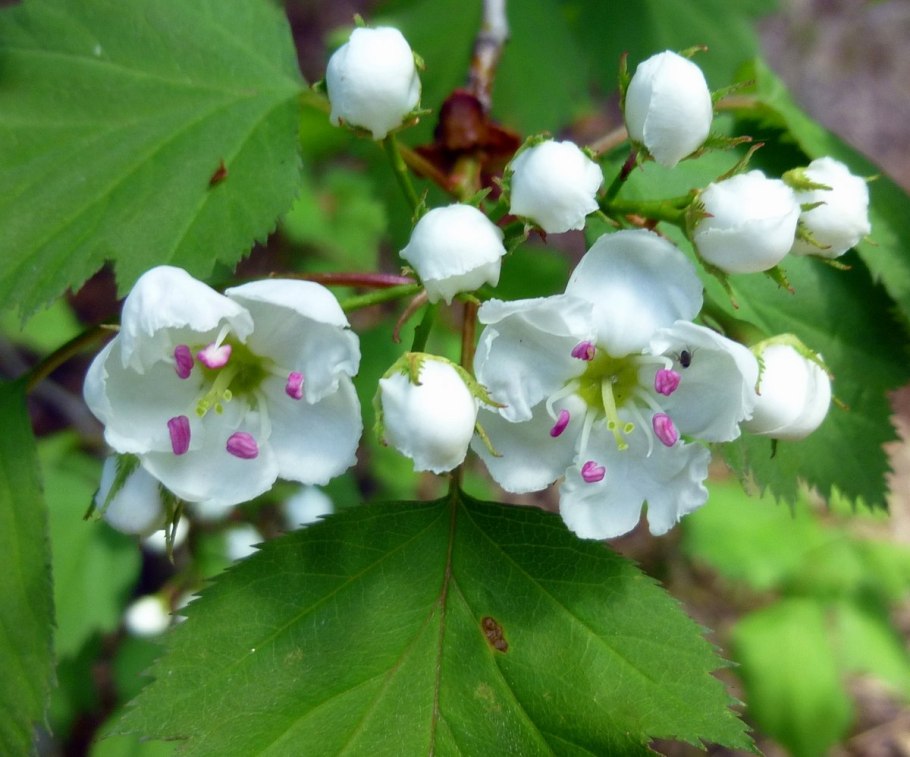 Боярышник однопестичный соцветие