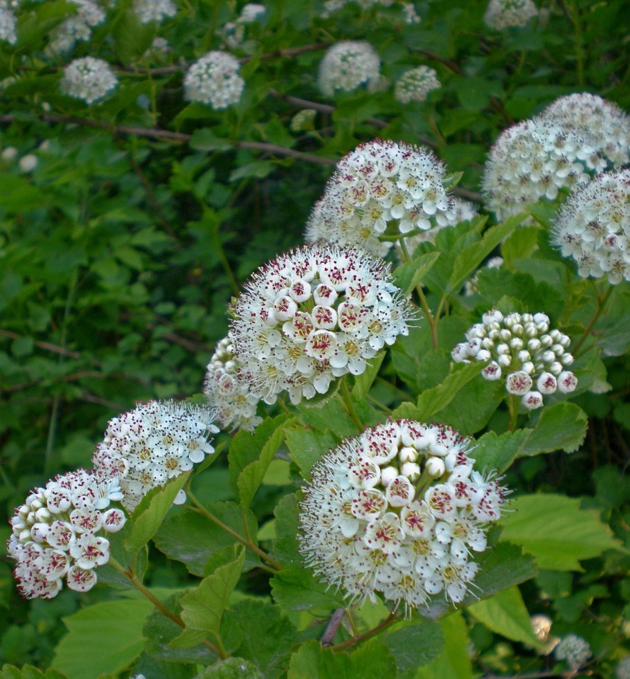 Missouri State Flower Hawthorn