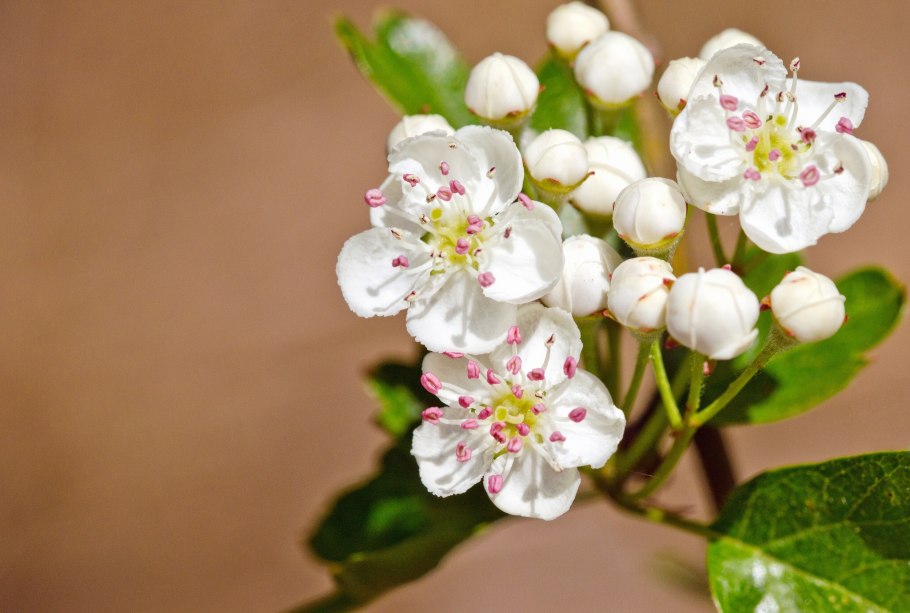 Боярышник на белом фоне