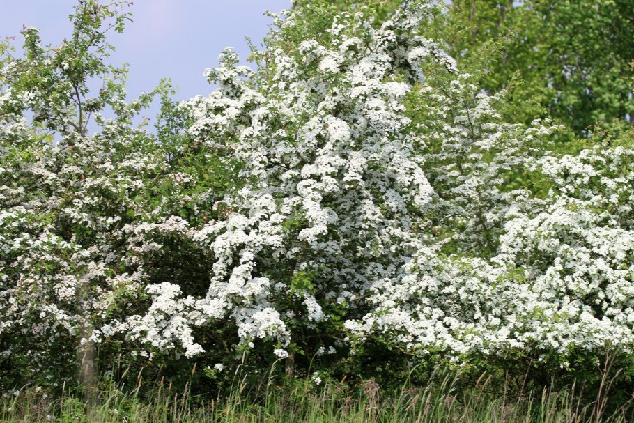 Боярышник кроваво-красный цветение