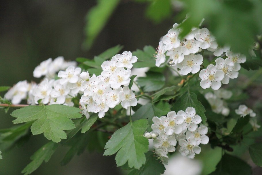 Crataegus erythropoda