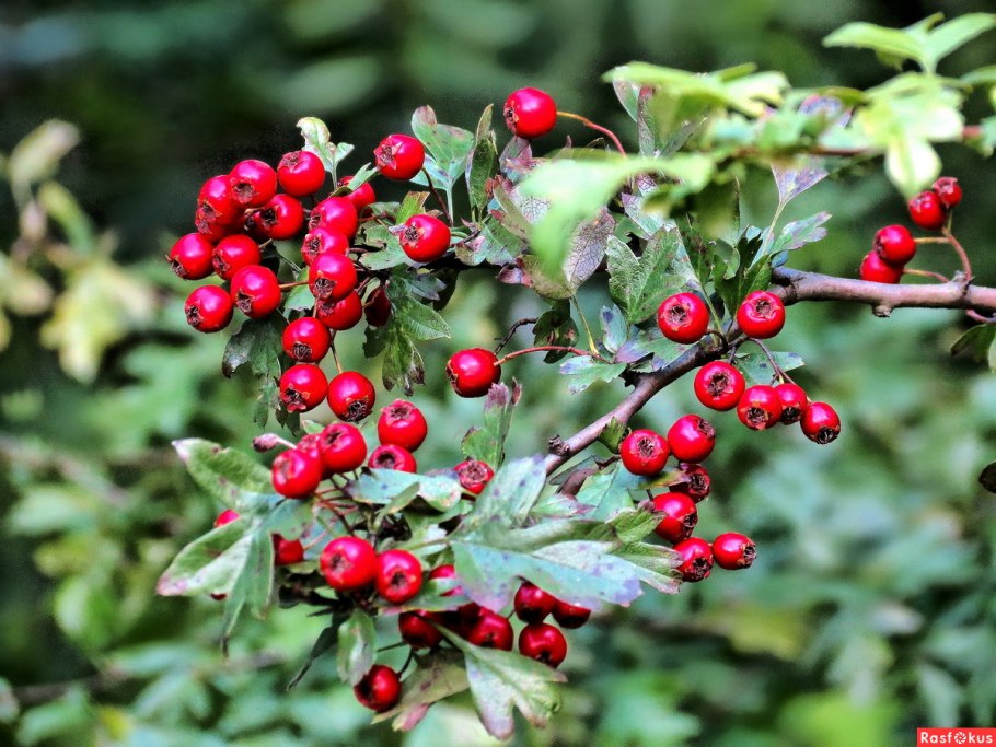 Боярышник куст