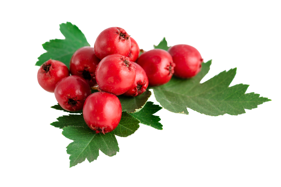 Боярышник однопестичный соцветие