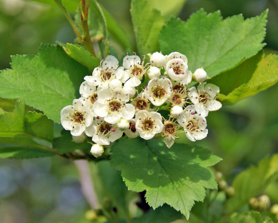 Боярышник азароль