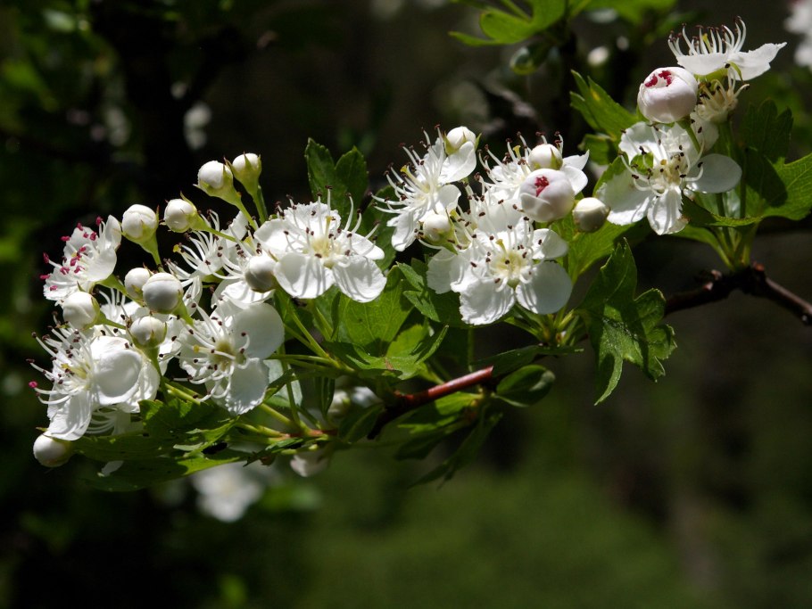 Боярышник обыкновенный Crataegus laevigata