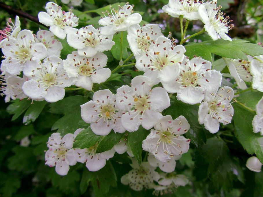 Боярышник куст