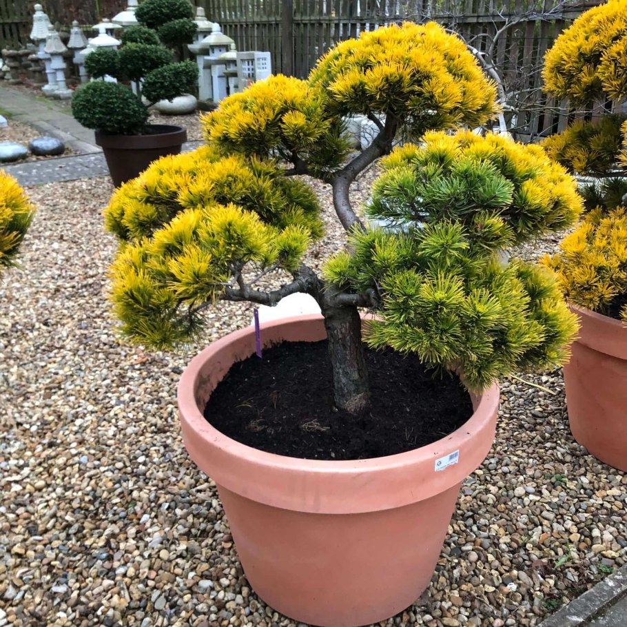 Сосна Горная Pinus mugo Winter Gold