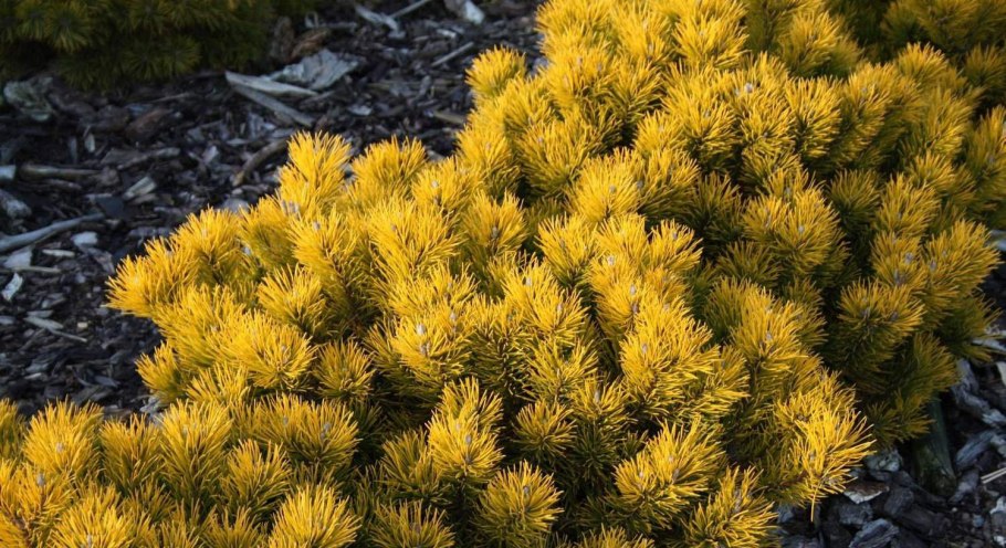 Сосна Карстенс Винтерголд