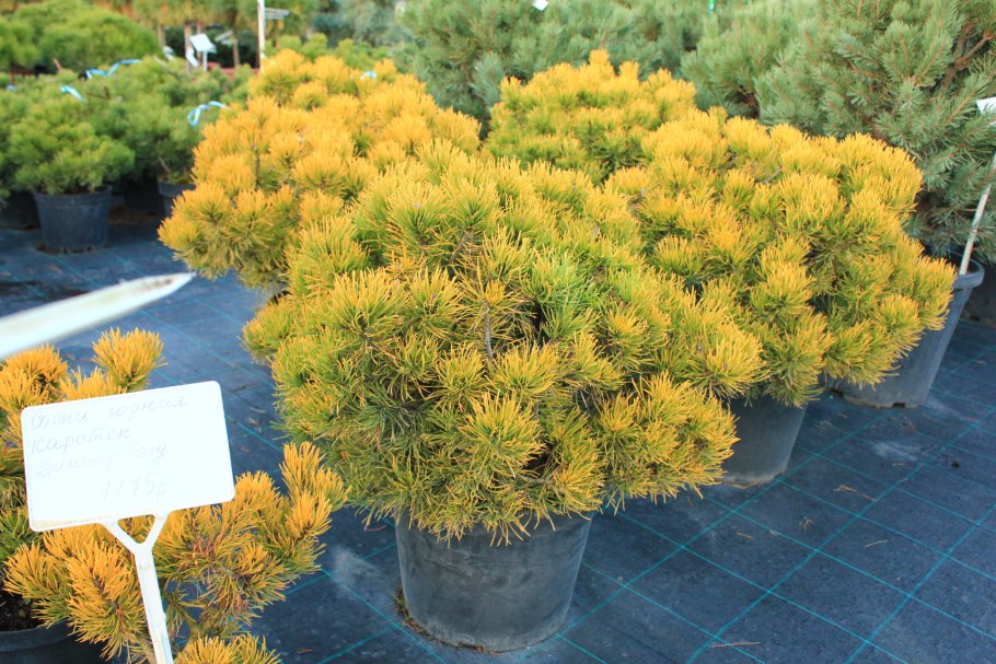 Сосна Горная Винтер Голд Wintergold