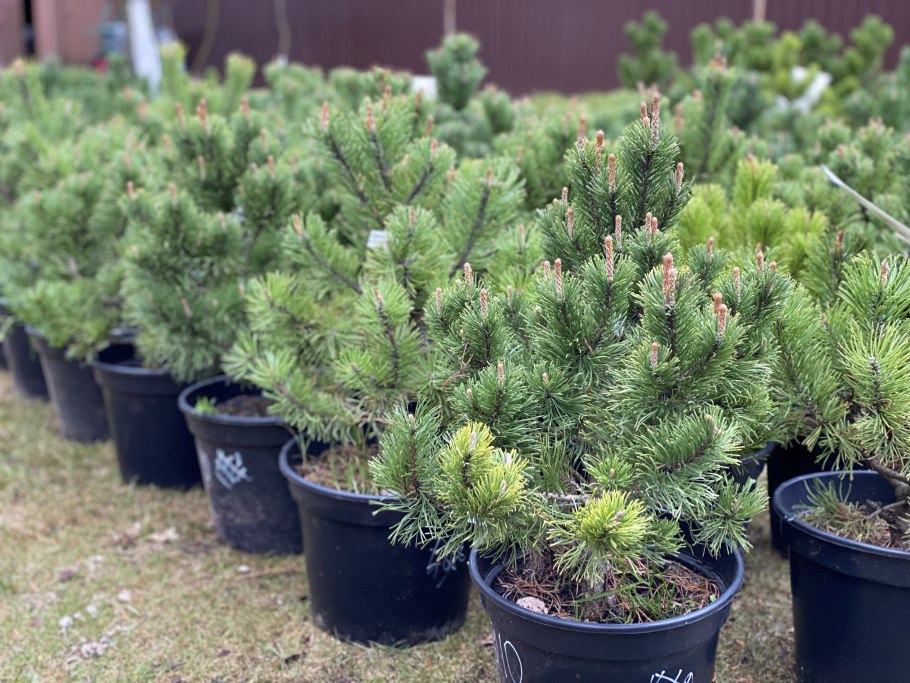 Pinus mugo Winter Gold