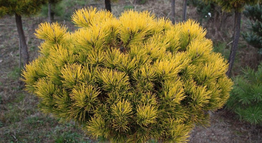 Сосна Горная Wintergold