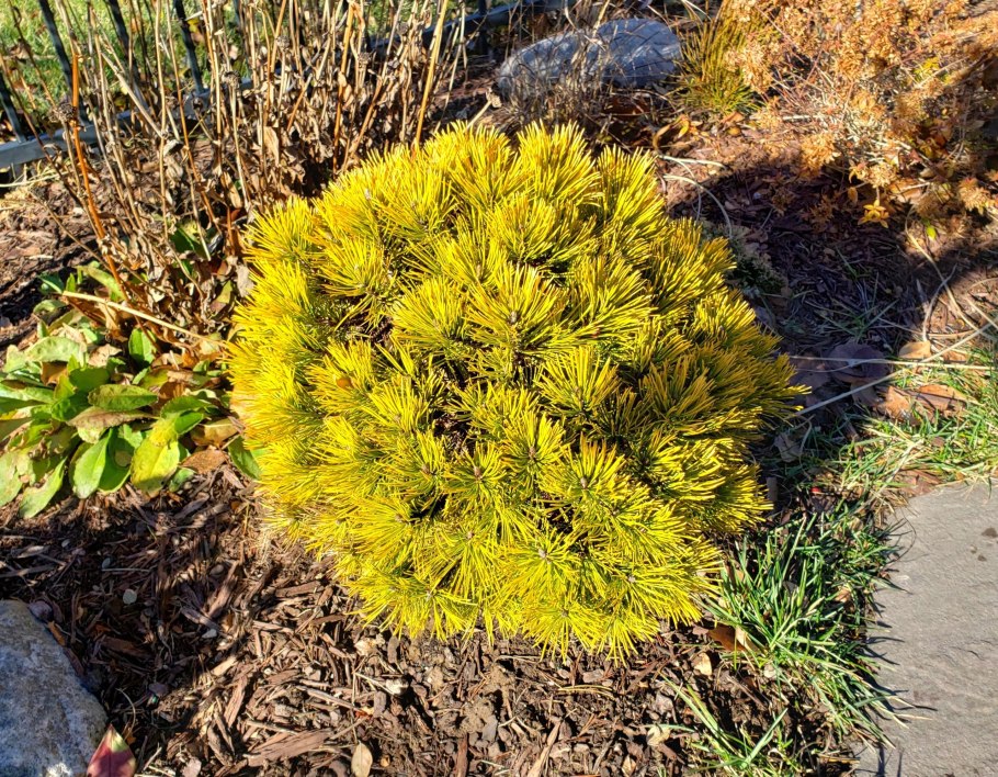 Сосна Горная Карстенс Винтерголд