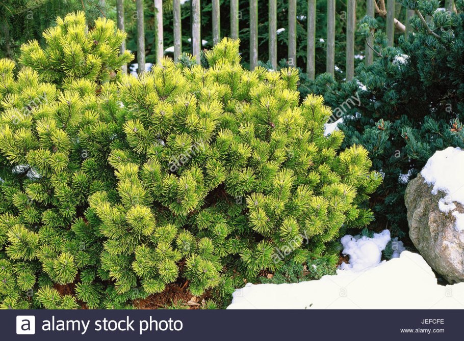 Сосна Горная Carsten