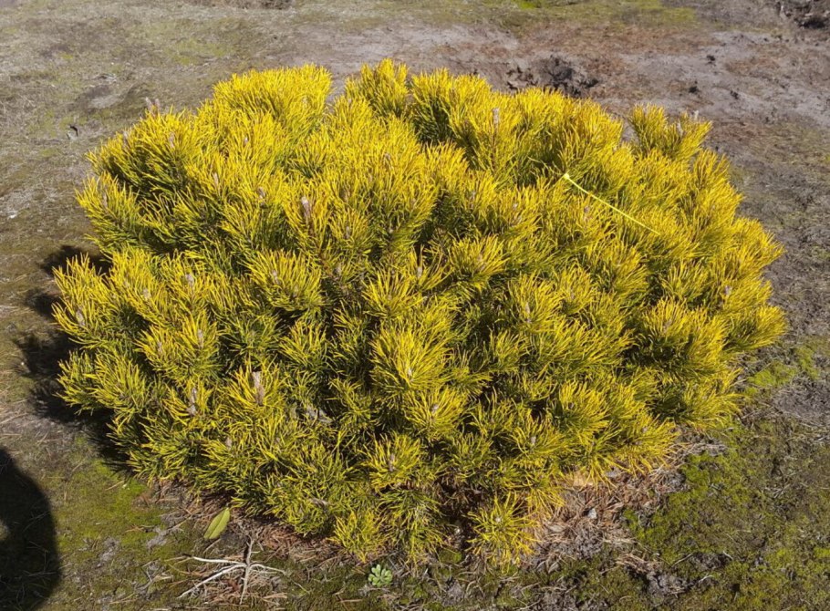 Сосна Горная Винтер Голд