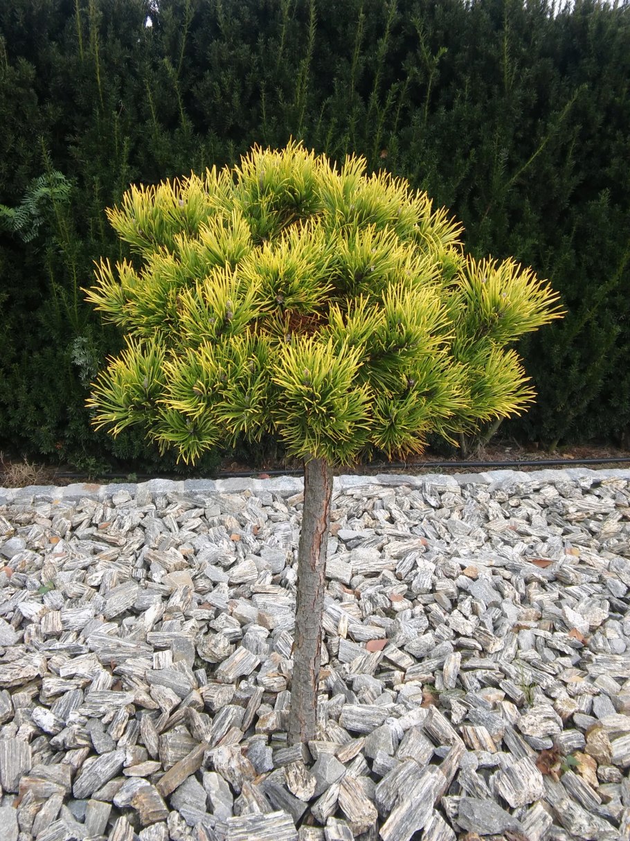 Сосна Горная Карстенс Винтерголд