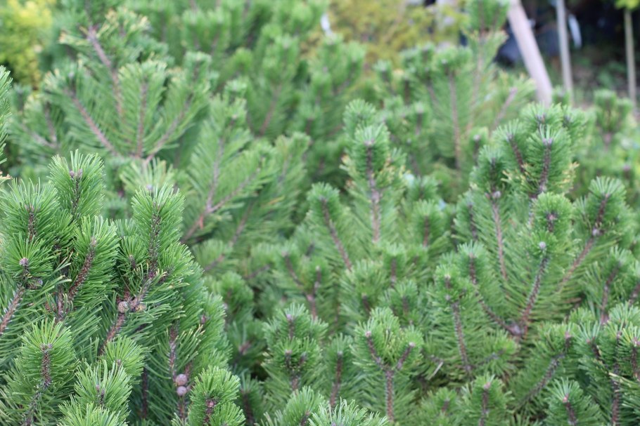 Сосна горная винтерголд