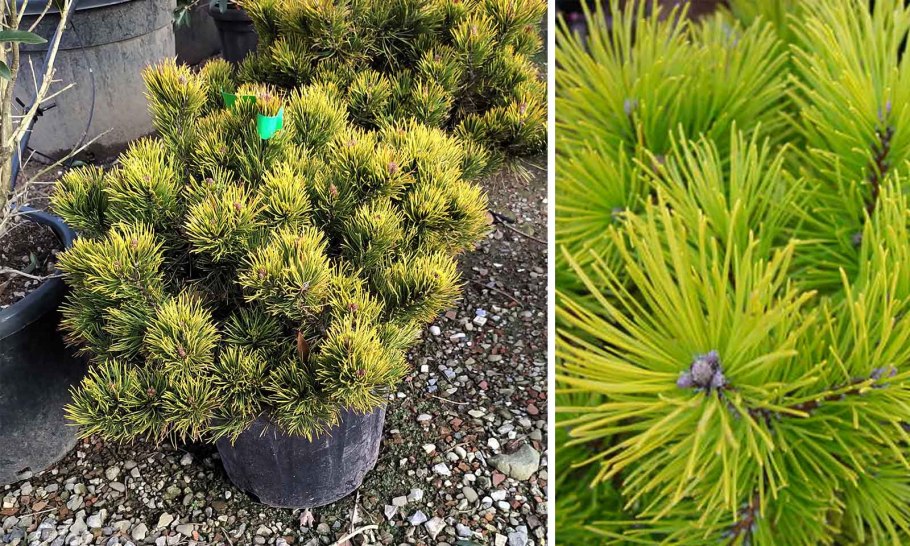 Сосна Горная Wintergold