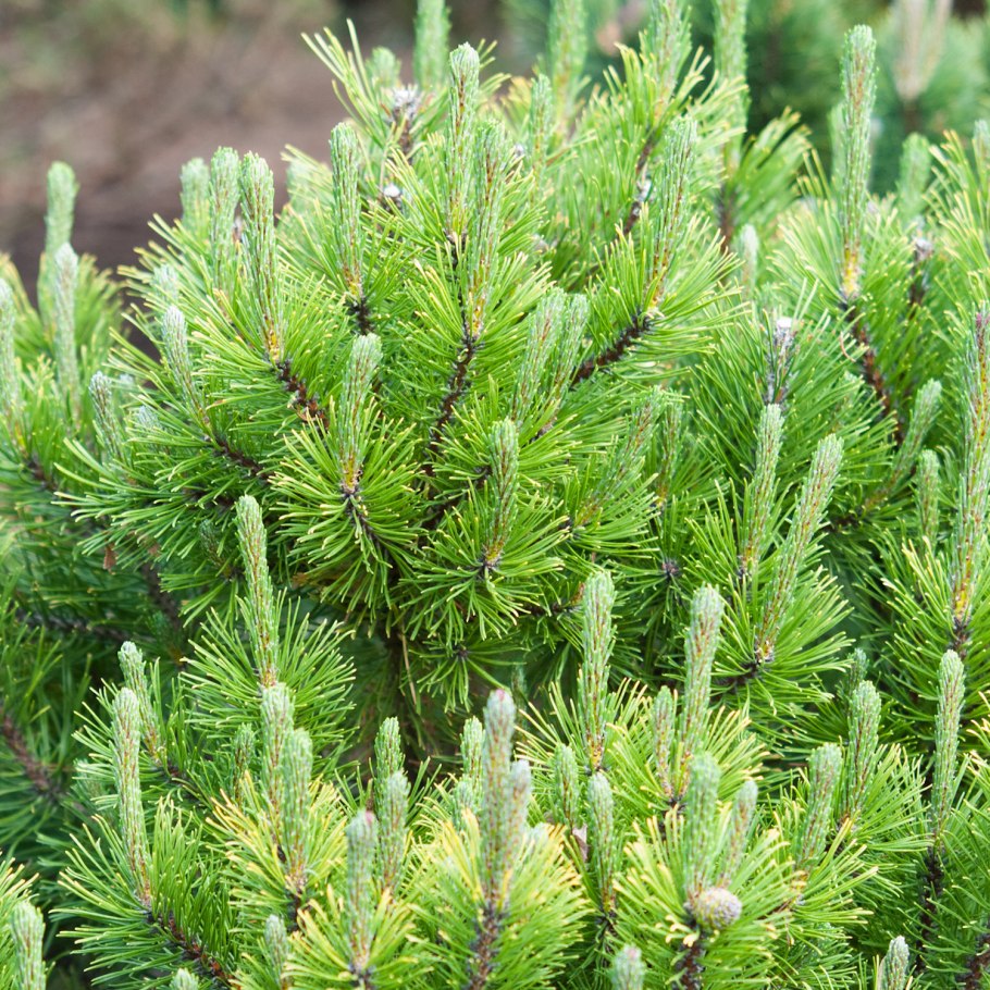 Сосна Карстенс Винтерголд