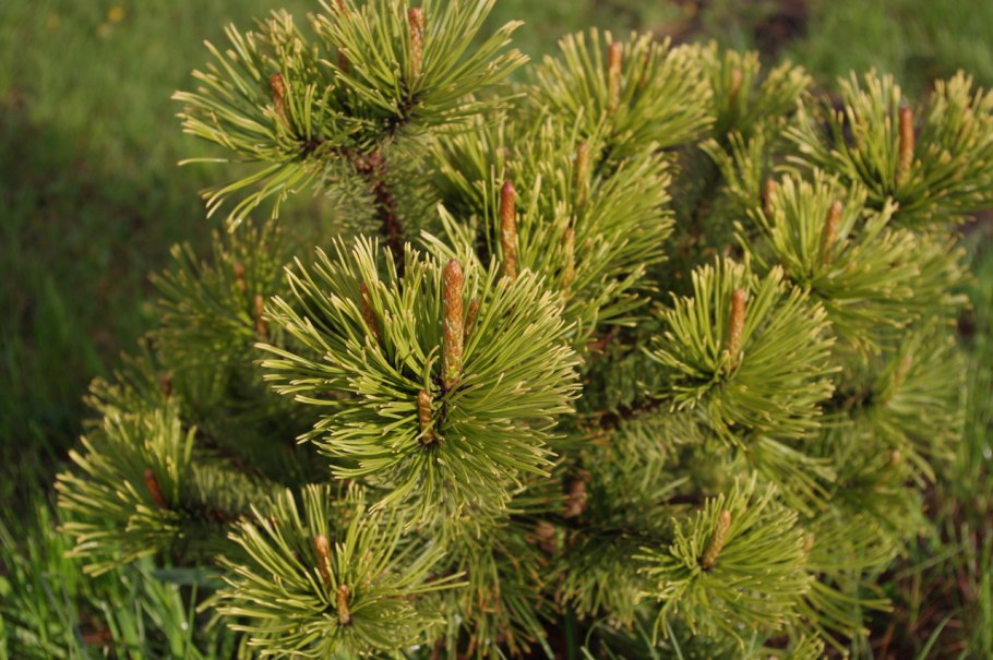 Pinus Sylvestris Wintergold