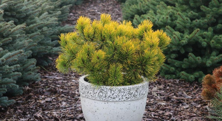 Сосна горная голден глоу