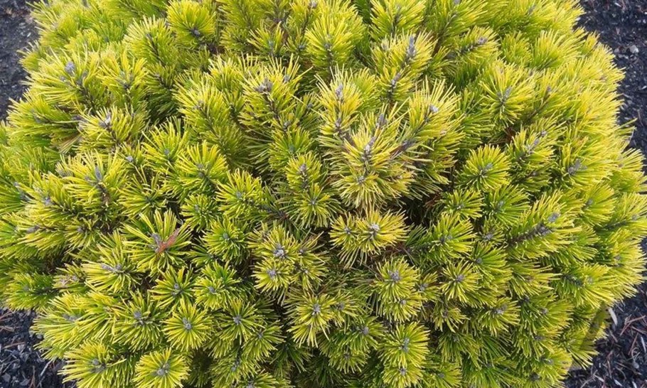 Сосна Муго Винтер Голд