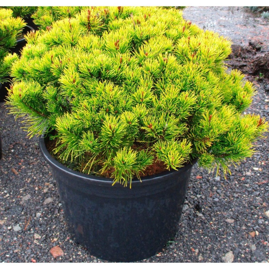 Сосна Горная Пинус Муго Голден Глоу