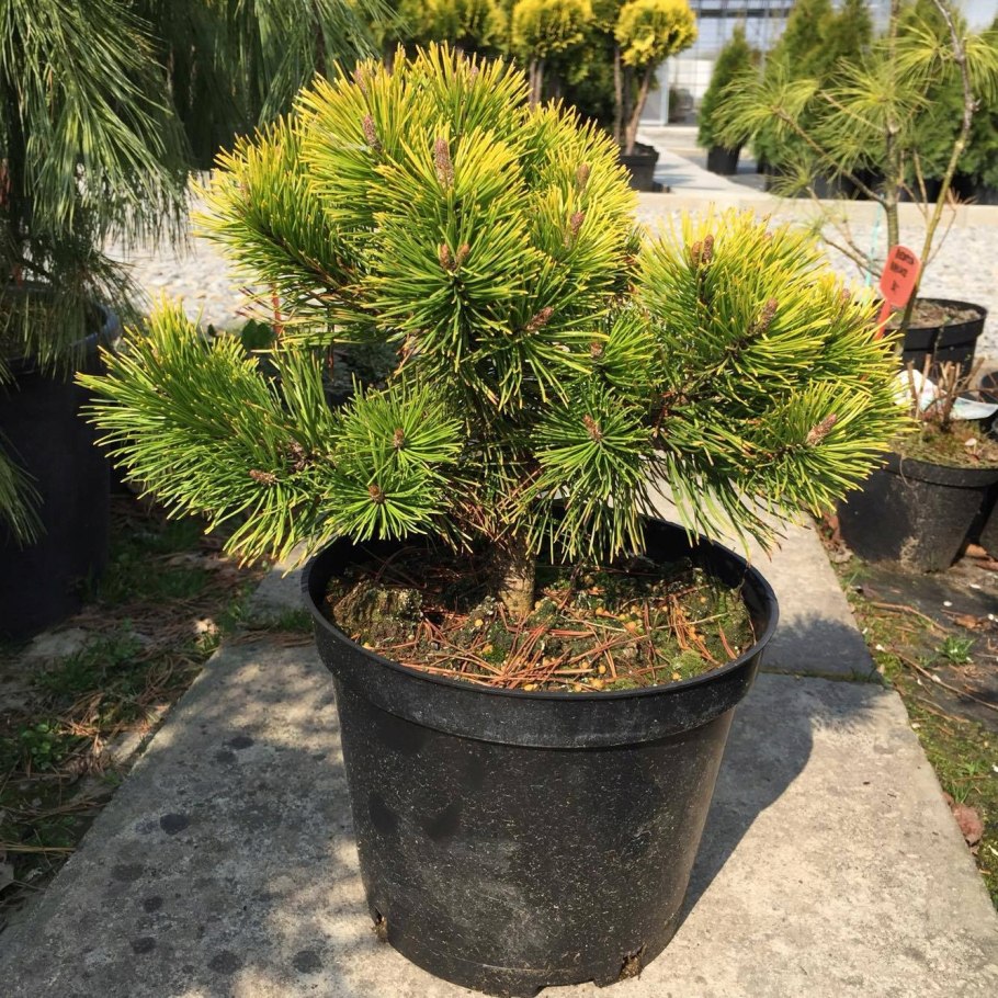 Сосна Горная Винтер Голд