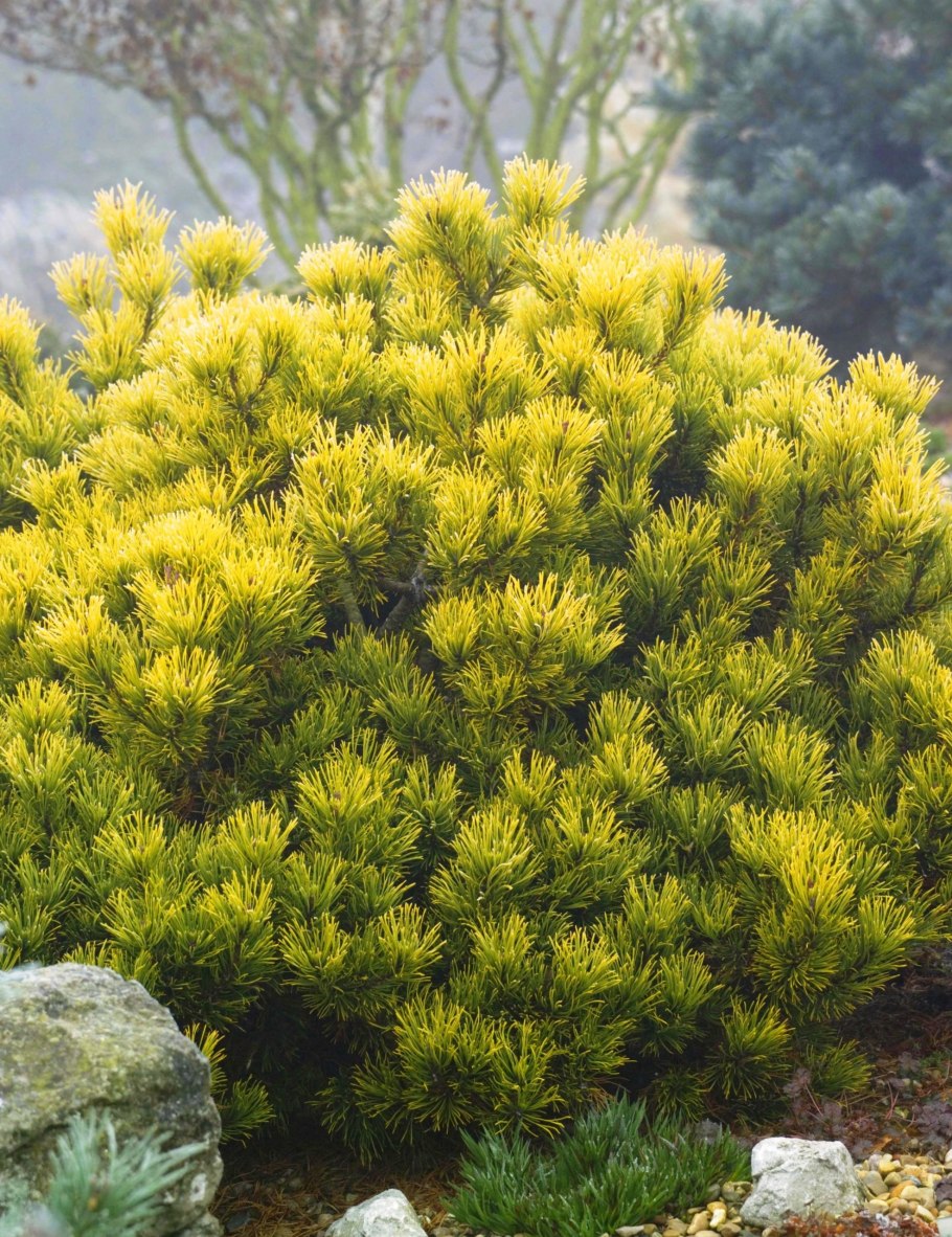 Сосна Горная Pinus mugo