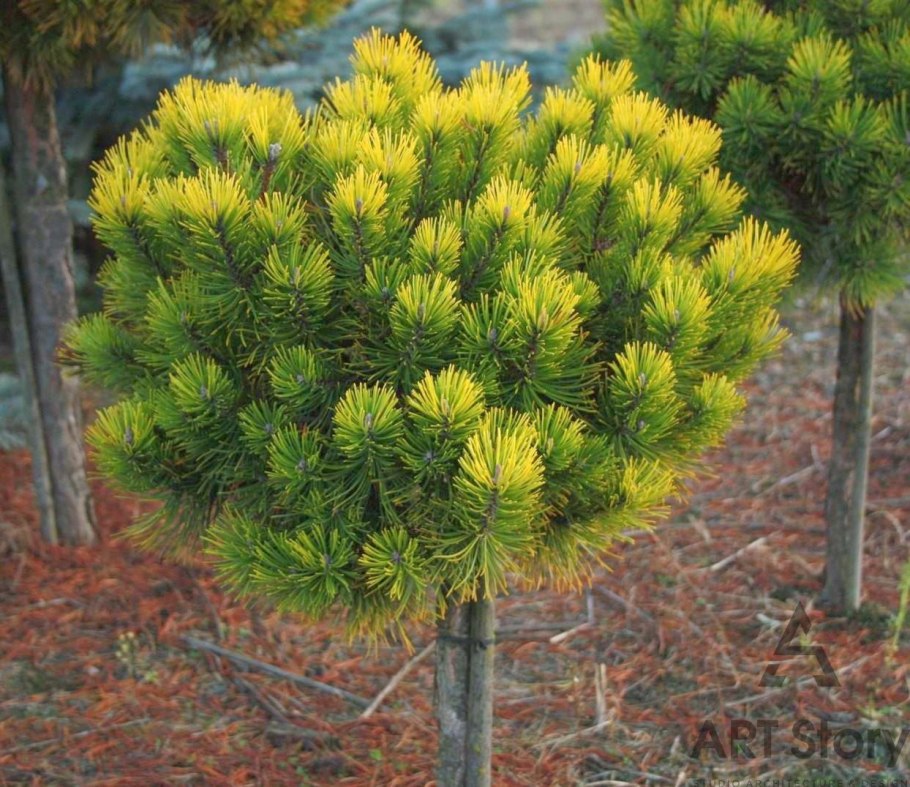 Сосна Горная Carsten's Wintergold