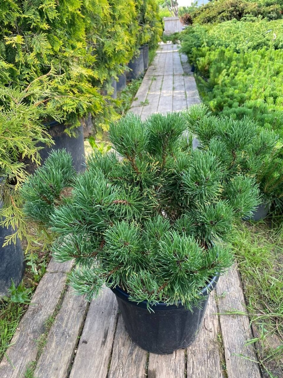 Сосна Горная Wintergold