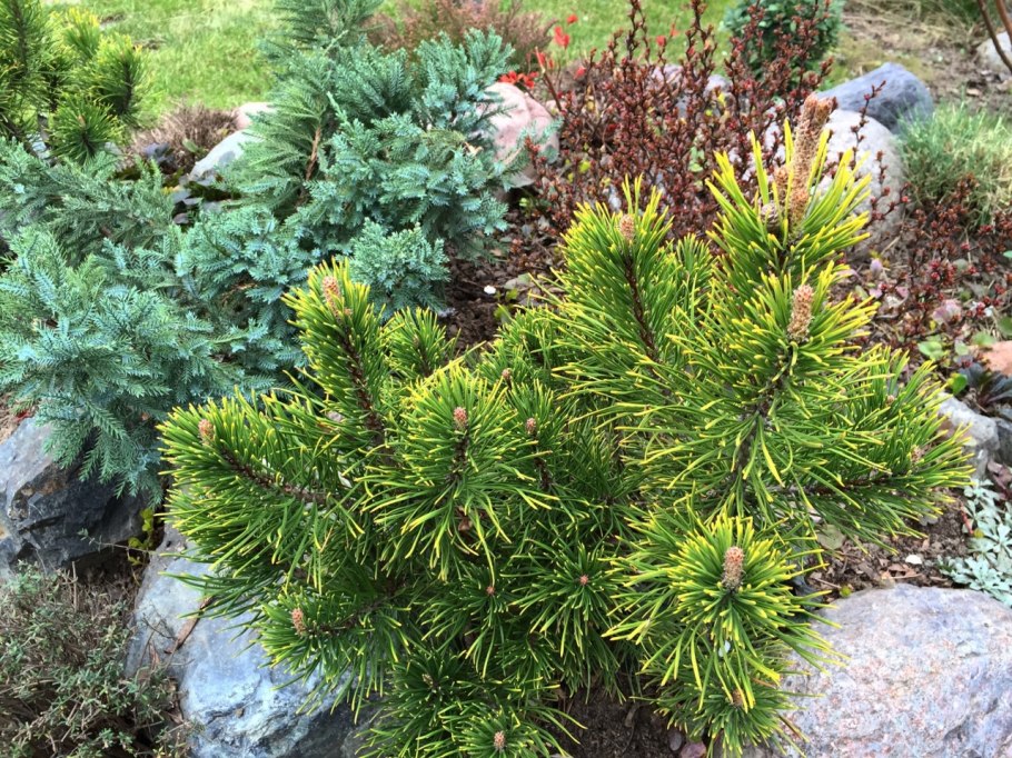 Сосна Горная Винтер