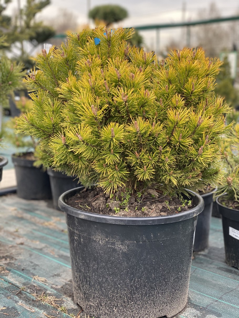 Сосна Горная Винтер Голд