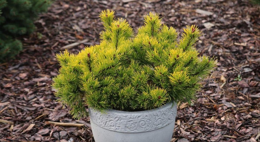 Сосна горная  винтерголд (wintergold)