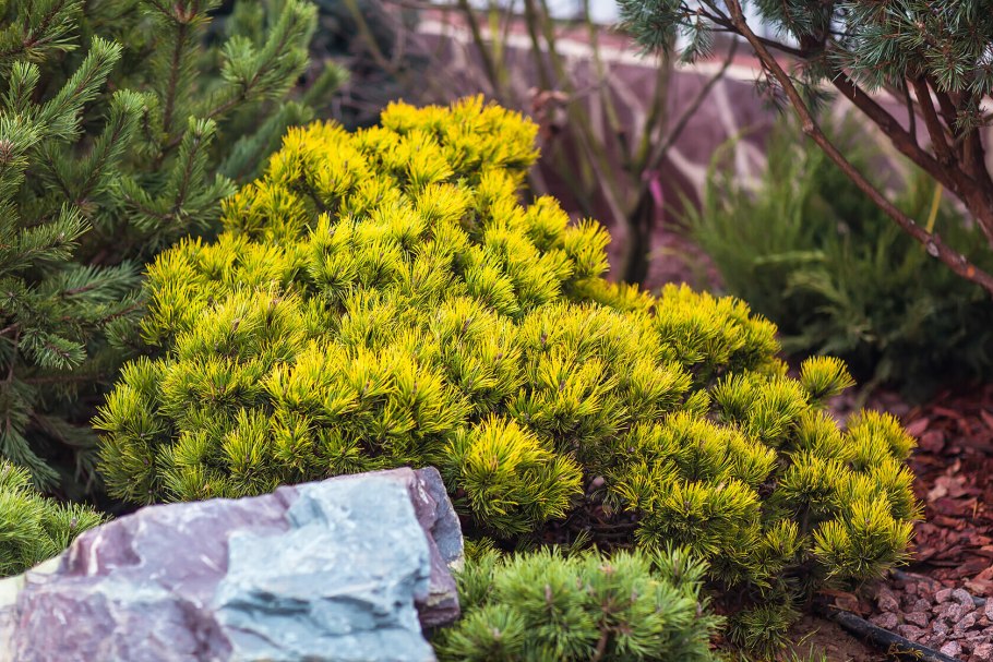 Сосна горная wintergold