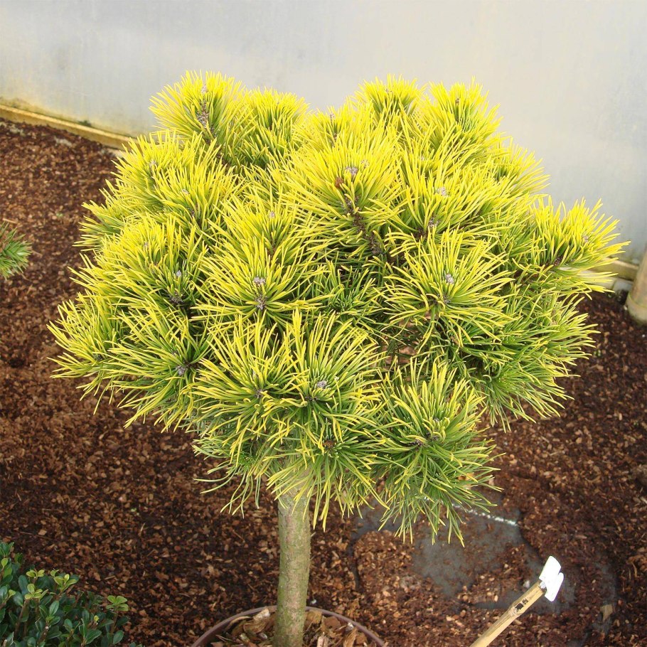 Сосна горная wintergold