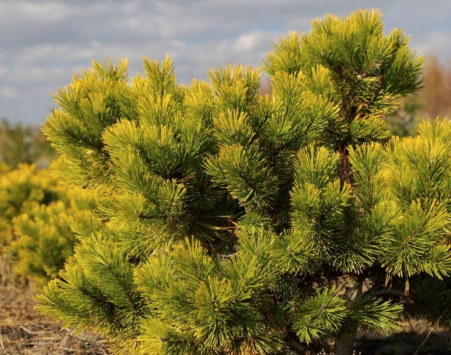 Сосна Горная Винтер Gold