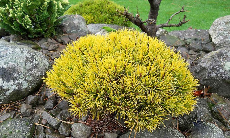 Голден Глоб сосна Горная