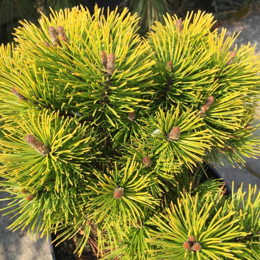 Сосна Карстенс Винтерголд