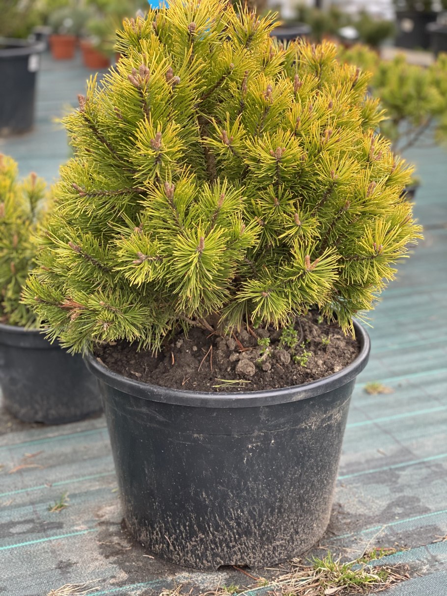 Pinus mugo Benjamin